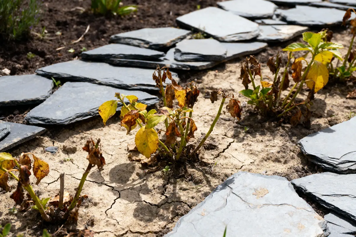 Des plantes flétries aux feuilles jaunies poussent entre des dalles en ardoise sur un sol craquelé et sec.