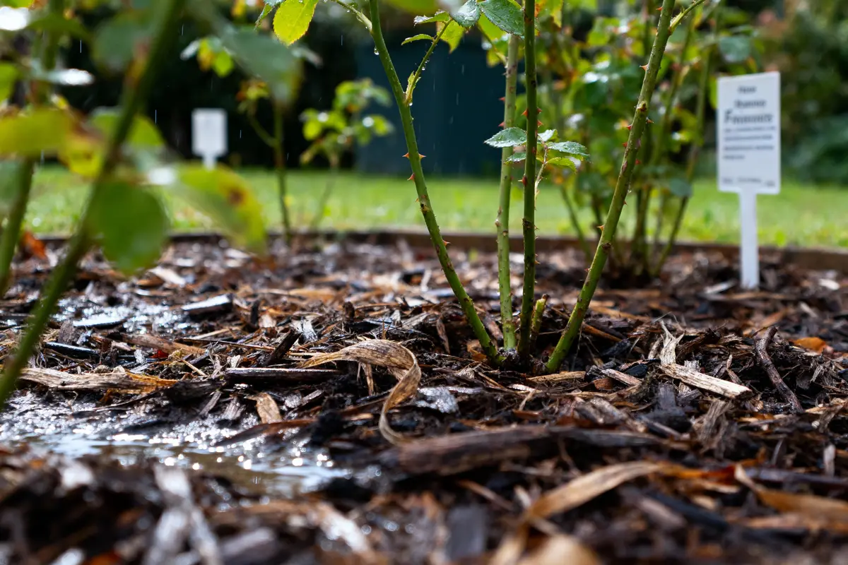 Rameaux de roses dans un jardin, entourés de paillis, avec de l'eau et un panneau d'identification en arrière-plan.