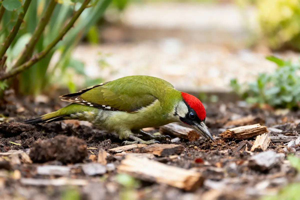 Un oiseau vert avec tête rouge cherche nourriture au sol, entouré de végétation.