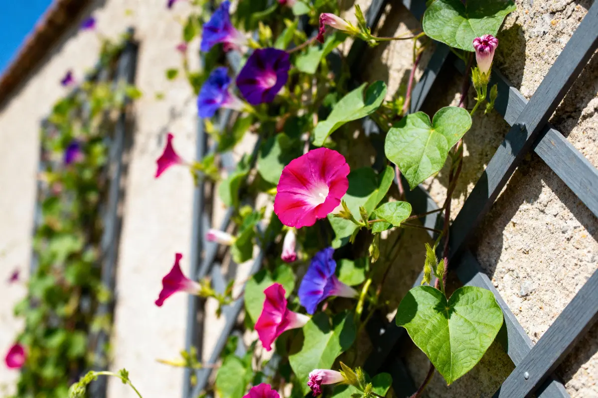 Fleurs colorées grimpant sur un treillis contre un mur ensoleillé. Pétales roses et violets avec feuillage vert.