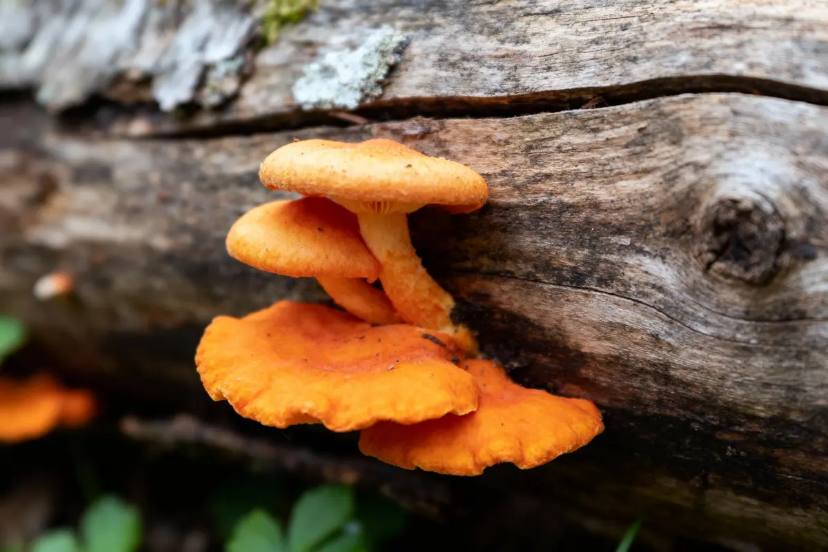 Champignons orange vif poussant sur un tronc d'arbre en bois foncé, en milieu naturel.