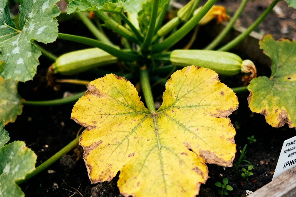 Feuille de courgette jaunie au centre d'un plant avec fruit en arrière-plan dans un jardin.