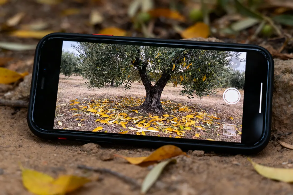 Smartphone affichant un arbre avec feuilles jaunes au sol, posé sur terre entourée de feuilles tombées.