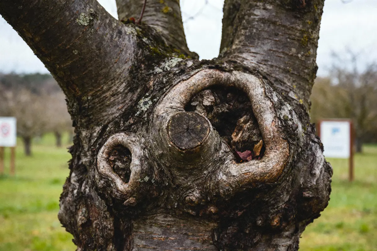 Gros plan d'un tronc d'arbre noueux avec excroissances, branches en arrière-plan floues.