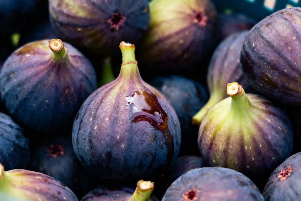 Figues violettes fraîches avec gouttes d'eau, gros plan sur plusieurs fruits entassés.