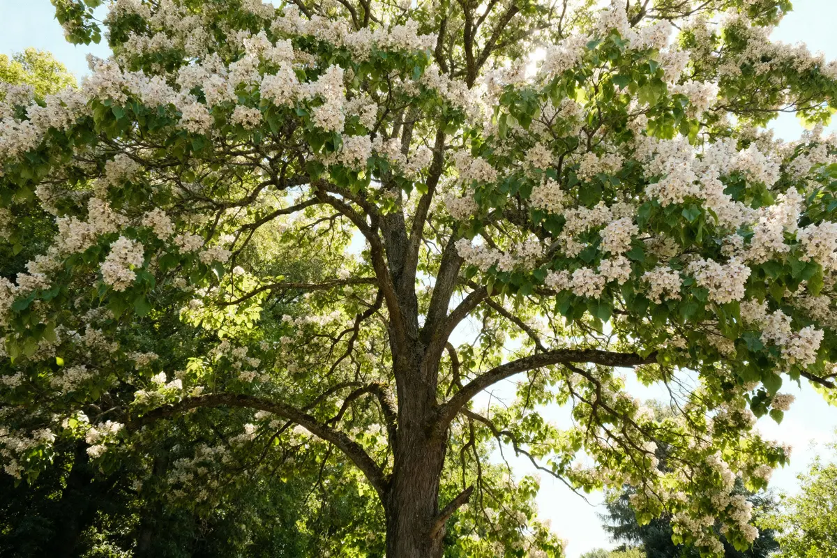 Arbre en fleurs avec feuilles vertes, branches étendues, lumière du soleil filtrant à travers le feuillage.