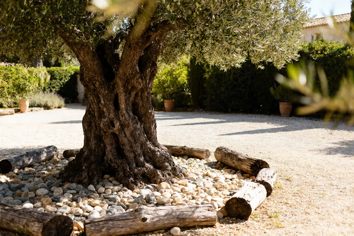 Olivier entouré de galets et rondins, jardin ensoleillé, arbustes en arrière-plan.
