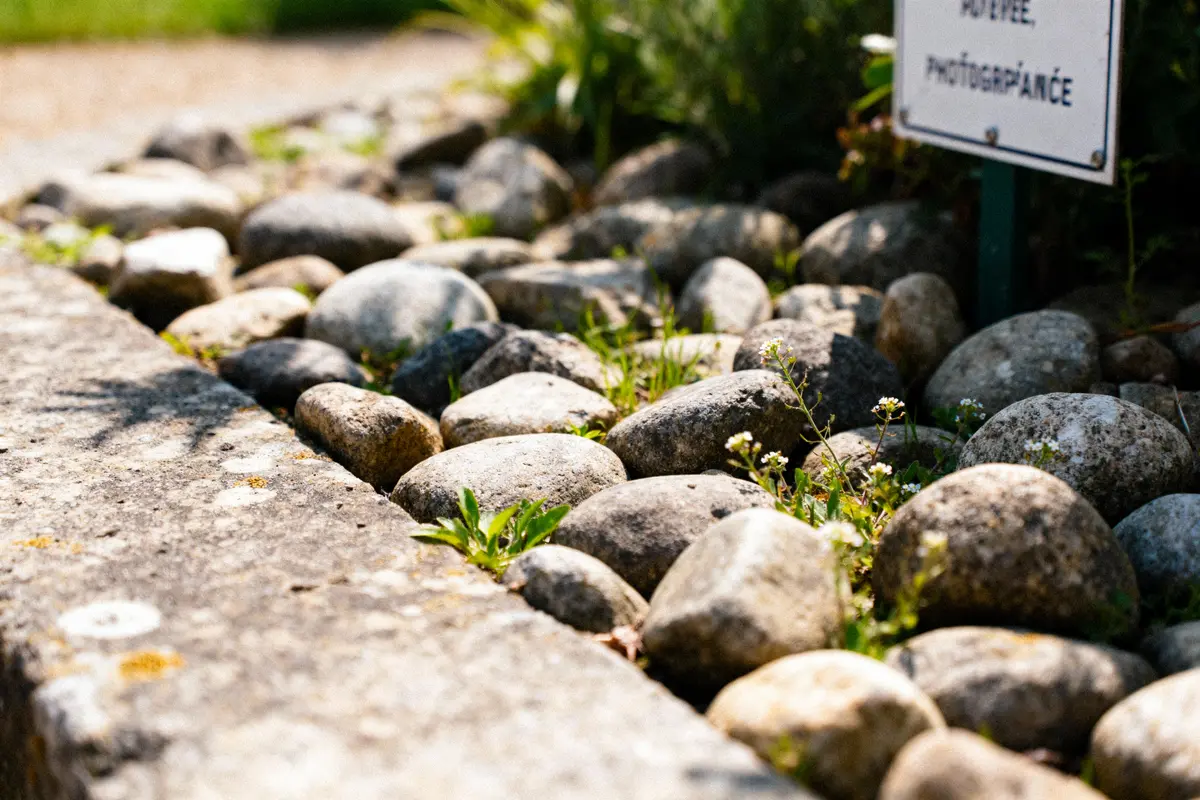 Galets dans un jardin avec quelques plantes, éclairés par le soleil, panneau visible en arrière-plan.