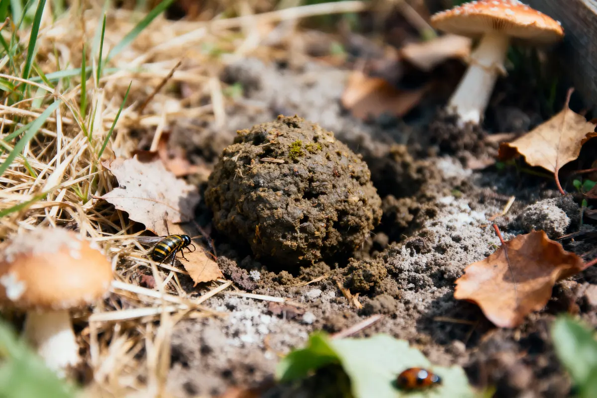 Tas de fumier avec insectes, champignons, feuilles mortes et herbe sèche au sol en extérieur.
