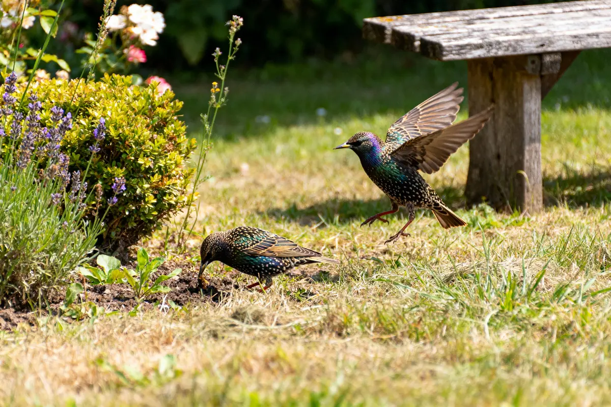 Deux oiseaux aux plumes iridescentes dans un jardin, près d'une haie et d'un banc en bois.