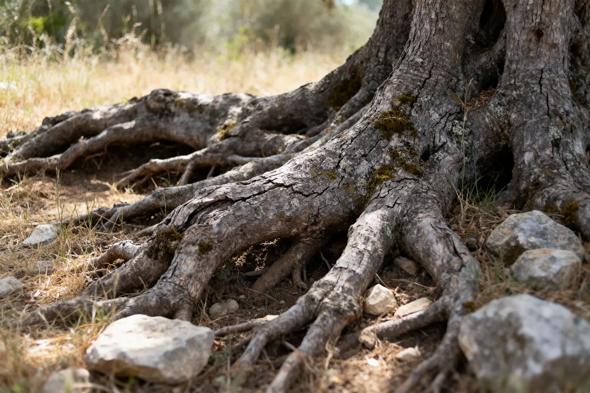 Gros plan sur les racines noueuses d'un vieil arbre dans un environnement naturel ensoleillé.