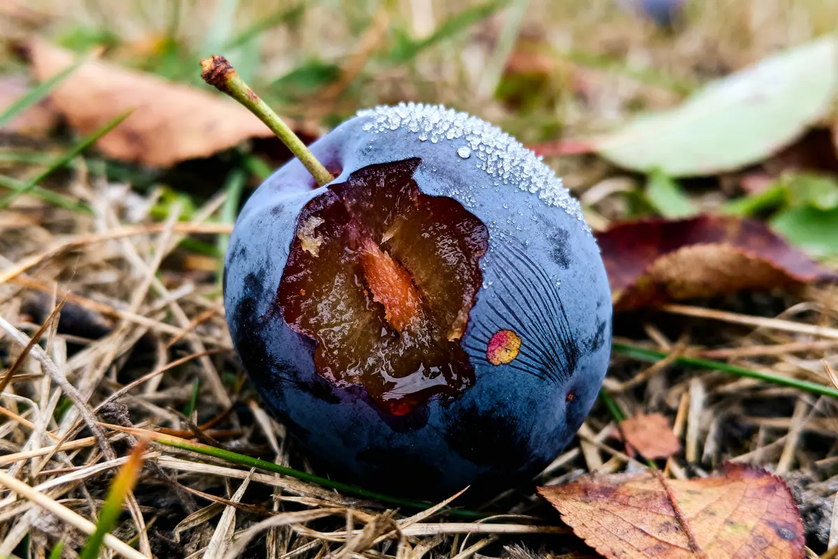 Prune bleue avec une morsure, posée sur l'herbe, entourée de feuilles séchées et gouttelettes d'eau.
