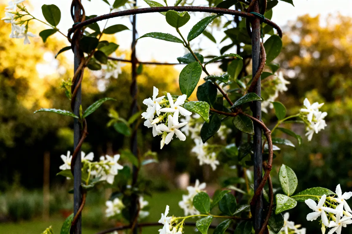 Plante grimpante aux fleurs blanches sur support métallique, jardin avec arrière-plan flou. Gouttes de rosée visibles.