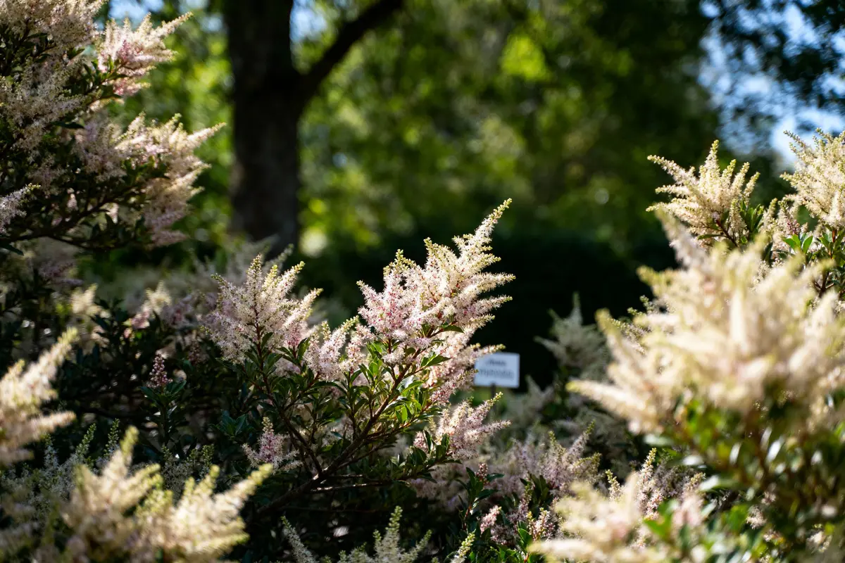 Plantes à fleurs blanches et roses dans un jardin, arbres en arrière-plan, lumière naturelle.