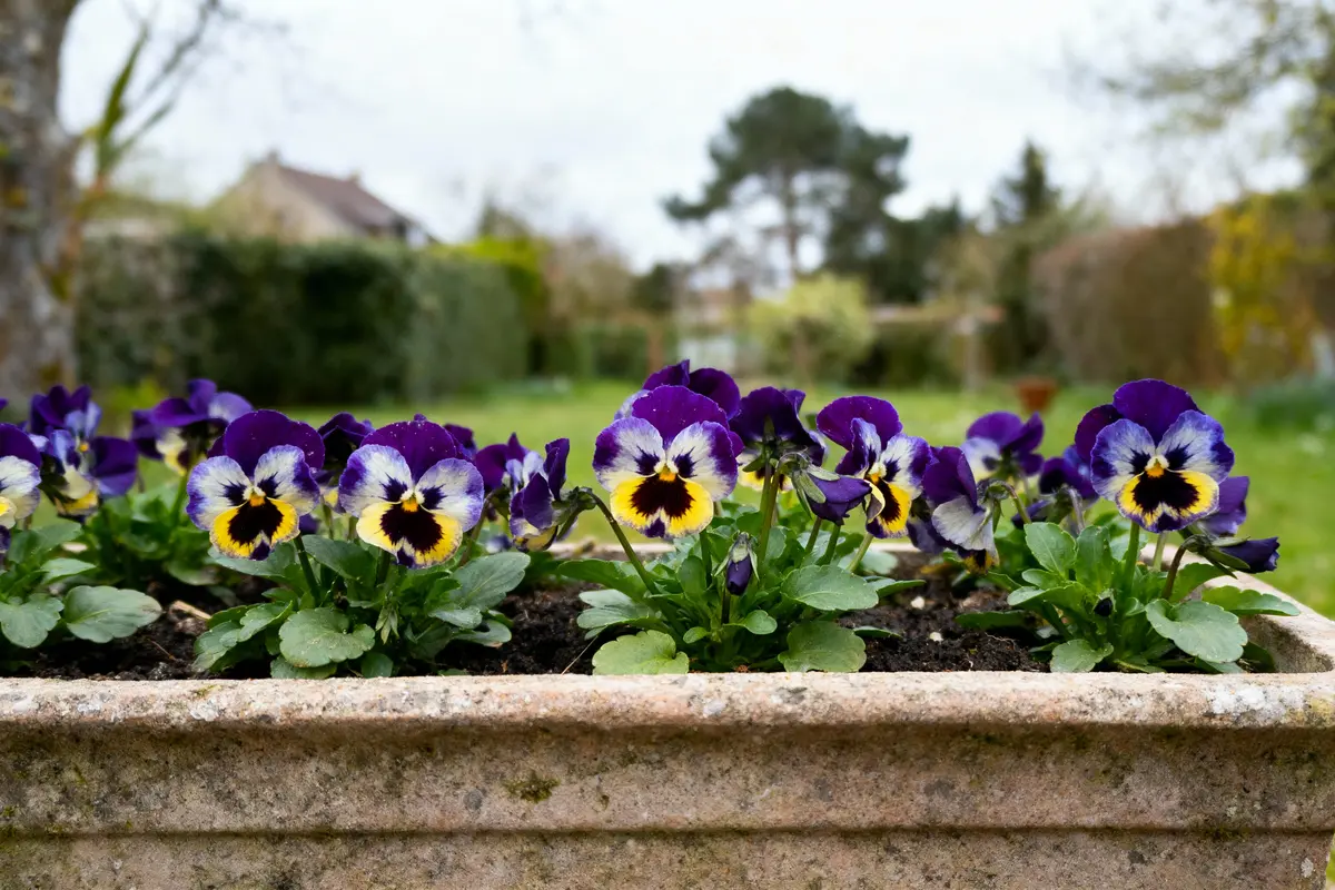 Fleurs de pensées violettes et jaunes dans un bac en pierre, avec un jardin flou en arrière-plan.