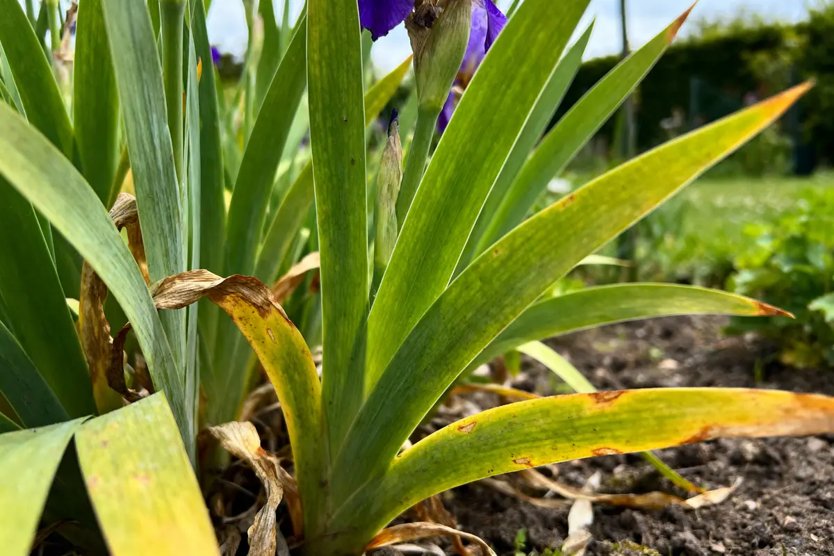 Feuilles vertes et fanées d'iris avec sol, jardin en arrière-plan lumineux.