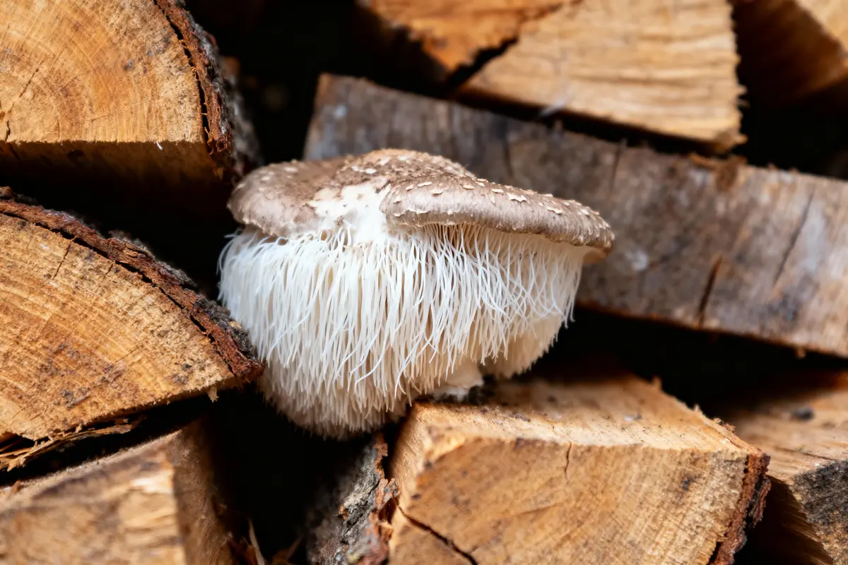 Champignon hérisson blanc poussant parmi des bûches de bois empilées en arrière-plan.