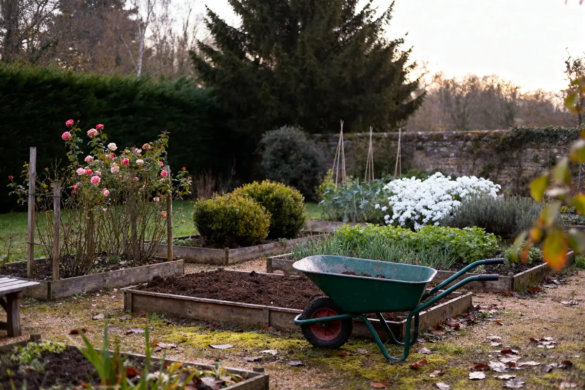 Jardin avec rosiers, massifs de fleurs, brouette verte, arbres et clôture en arrière-plan, au crépuscule.