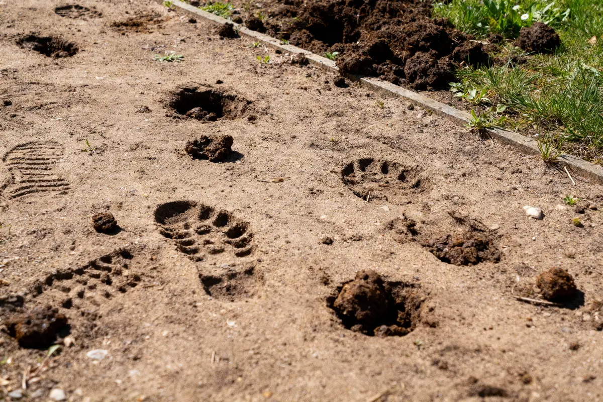 Empreintes humaines et de chien sur sol en terre avec déjections animales et herbe autour.