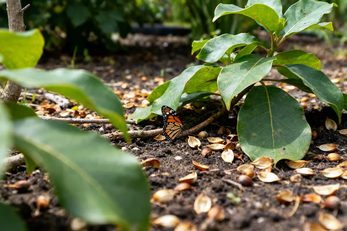Papillon orange sur sol sombre, entouré de feuilles vertes et coquilles vides. Scène naturelle et apaisante.
