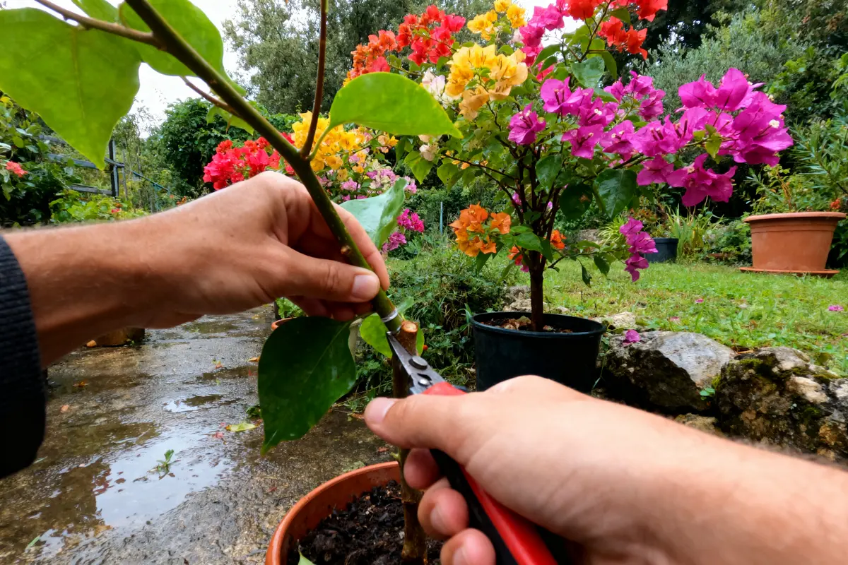 Deux mains taillent une plante avec sécateur, devant un jardin coloré de fleurs en pots.