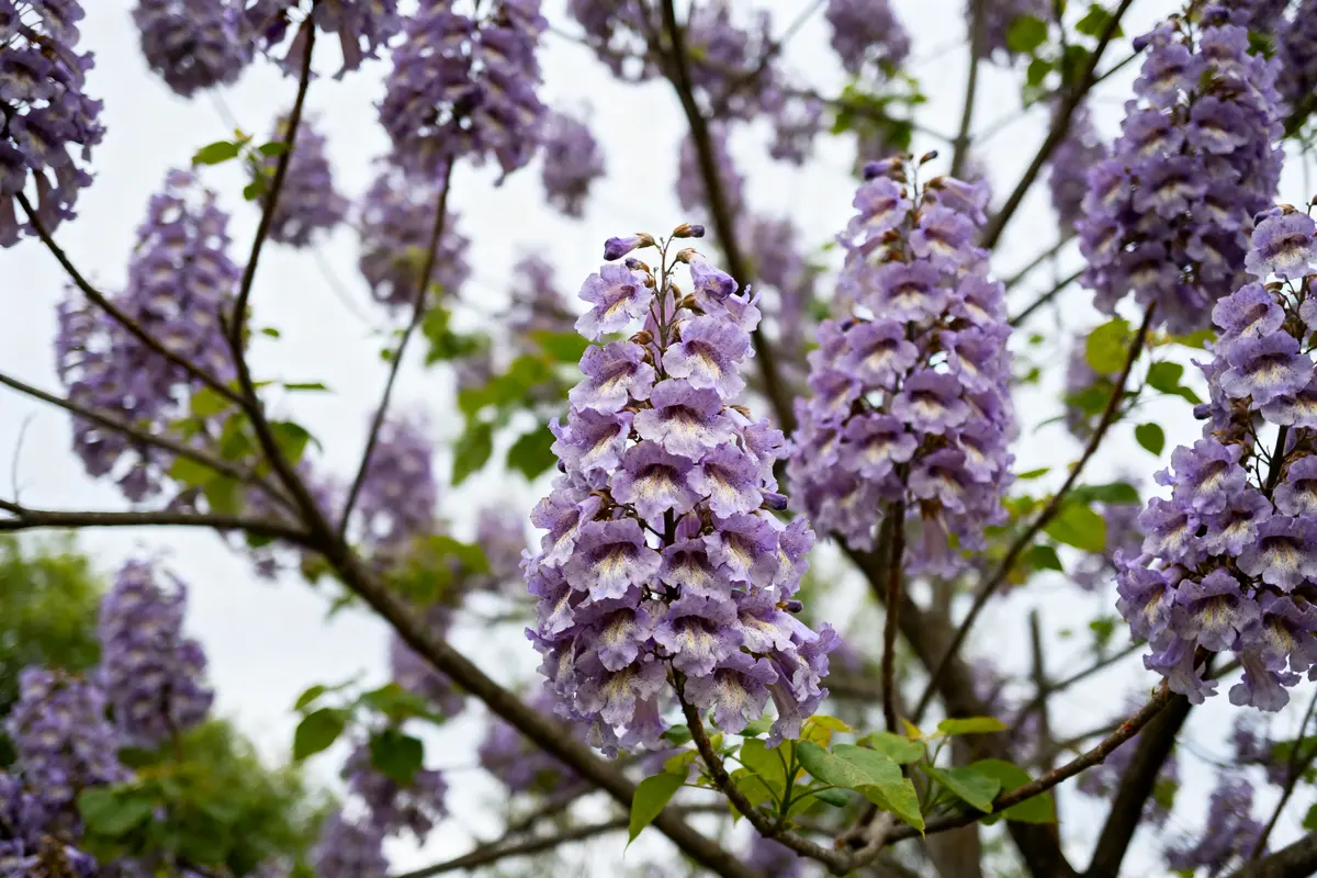 Fleurs de jacaranda violettes en grappes sur branches, feuilles vertes en arrière-plan, ciel nuageux.
