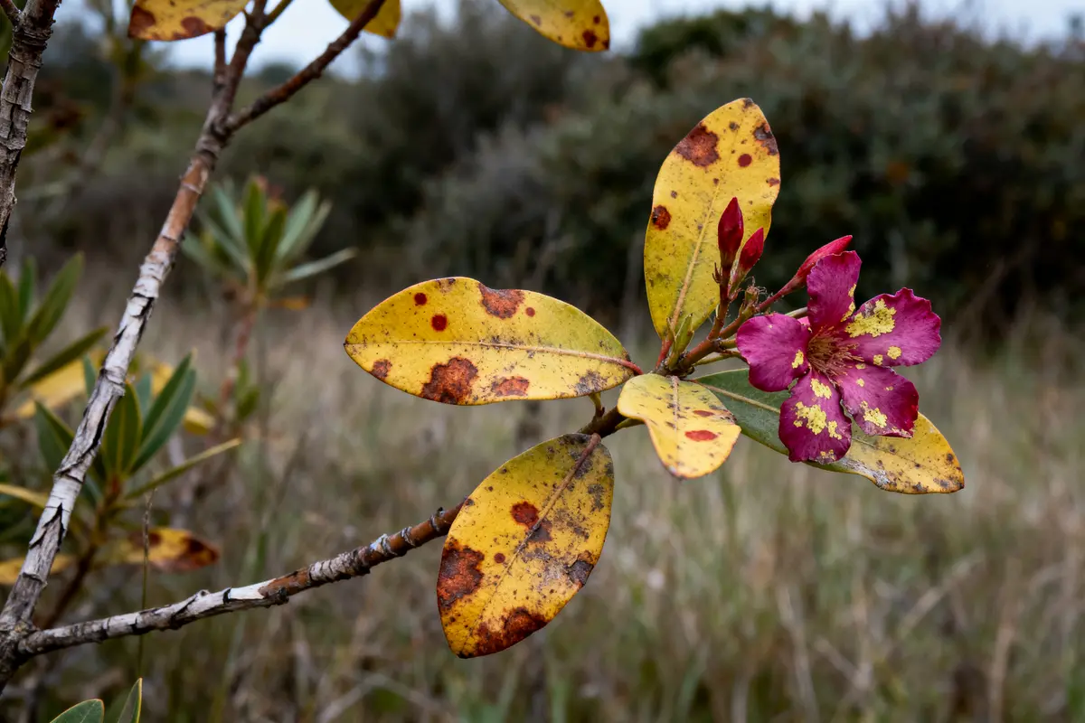 Feuilles jaunes tachetées et fleur rose sur une branche, arrière-plan flou de végétation.