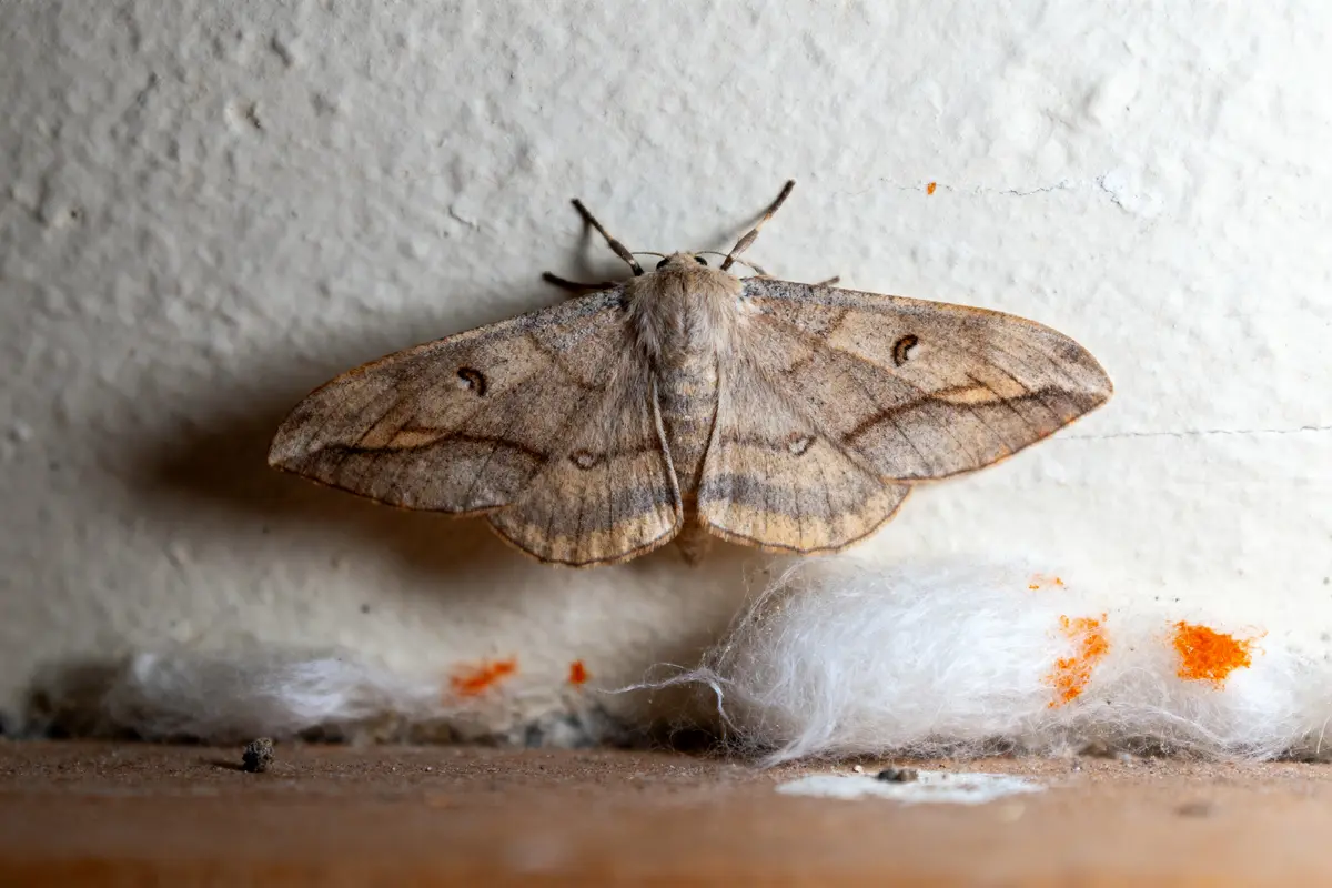Papillon de nuit marron posé sur un mur blanc texturé, près de la poussière et de fibres.