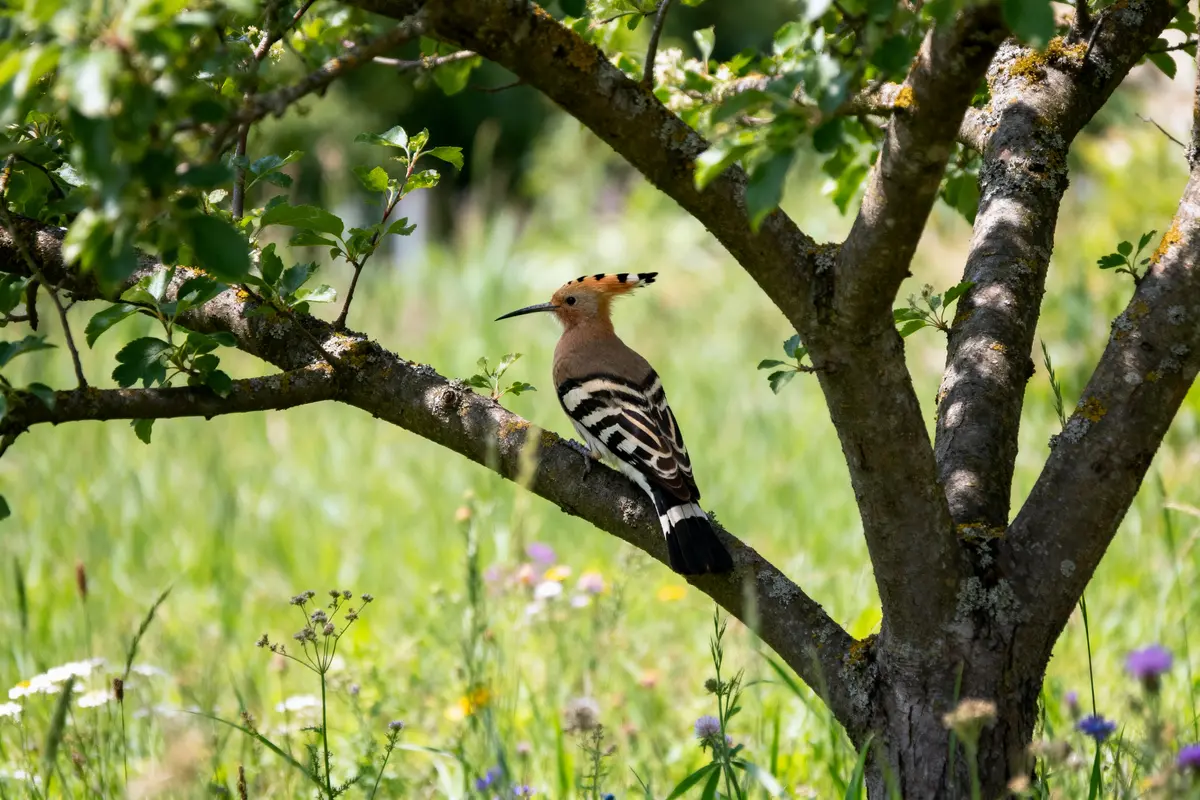 Oiseau huppé aux plumes colorées perché sur une branche, dans un environnement verdoyant et fleuri.