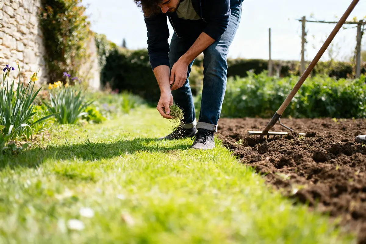 Homme semant pelouse sans retourner terre dans un jardin avec râteau et fleurs colorées