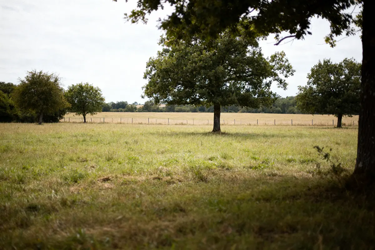 Champ verdoyant avec arbres, clôture visible, exemplifiant 1 hectare en m2 de terrain rural