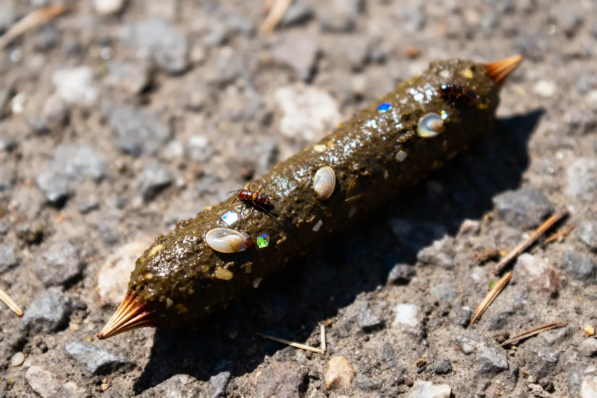 Crotte de hérisson ornée de petits bijoux et insecte sur sol caillouteux