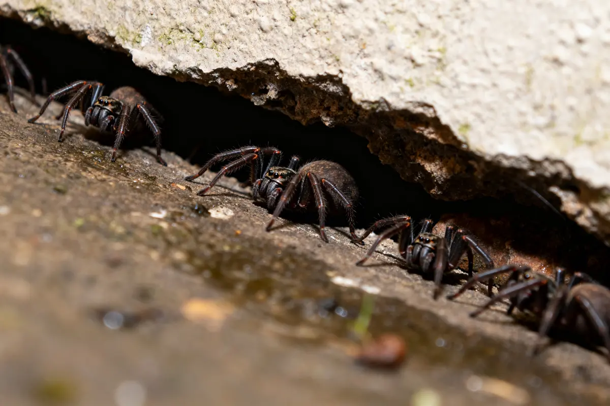Des araignées sortant d'une fissure évoquent mille pattes dans la maison