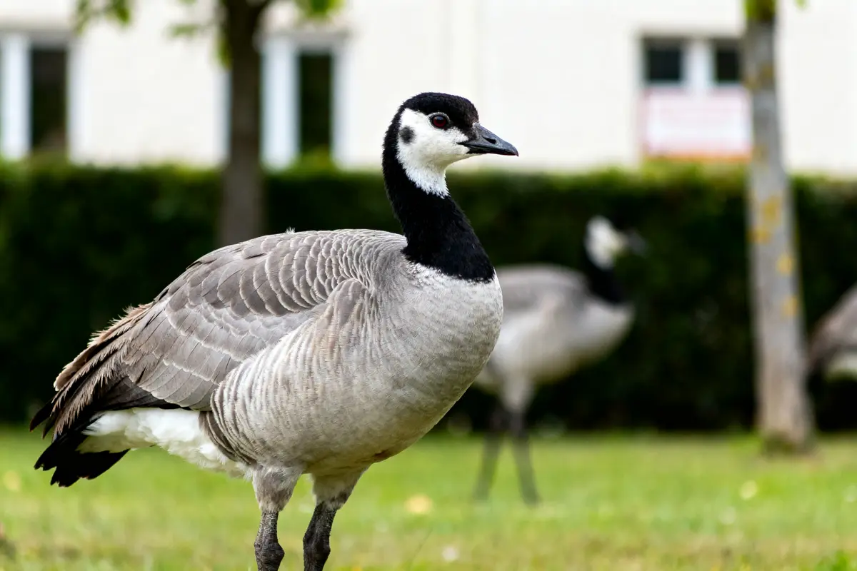 Oie sur pelouse à AgroParisTech vue via zimbra AgroParisTech campus verdoyant