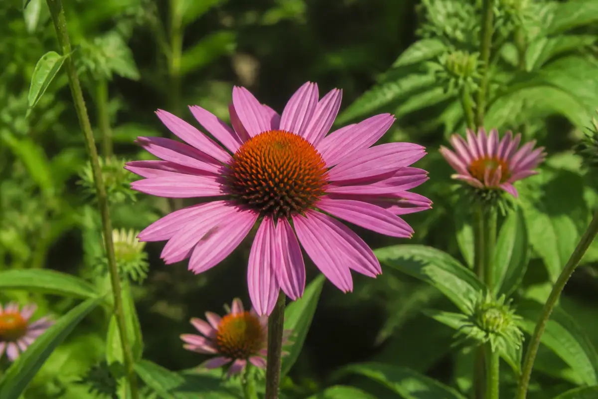 Fleurs en E : liste complète et conseils culturels
