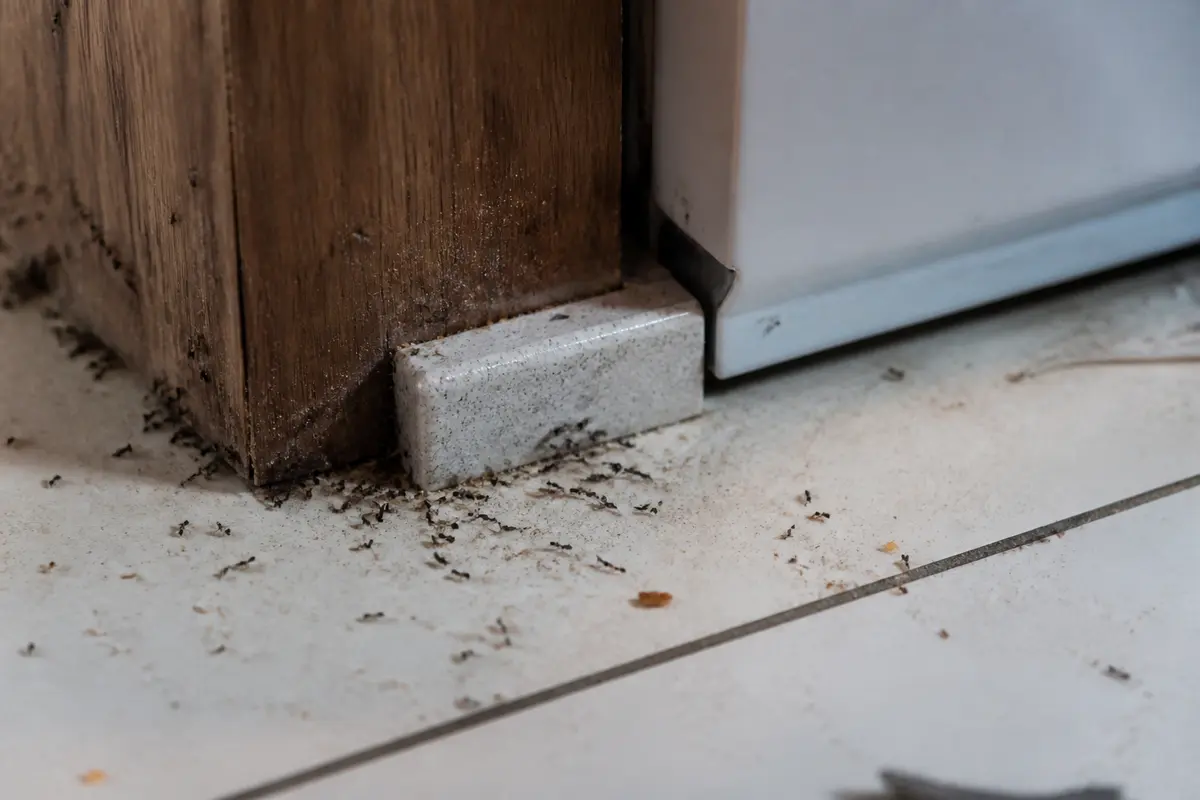 Fourmis dans la maison : Comment s’en débarrasser efficacement ?