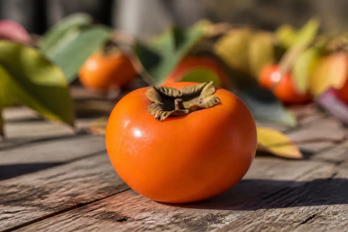 Persimmon kaki fruit : goût, bienfaits et guide nutritionnel